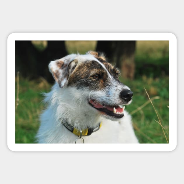 Harry the rescue crossbreed dog out on a walk Sticker by jamesknightsart